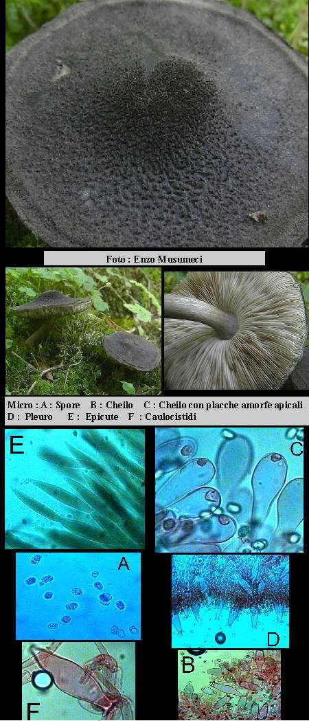 Pluteus nigrofloccosus (R. Schulz.) Favre